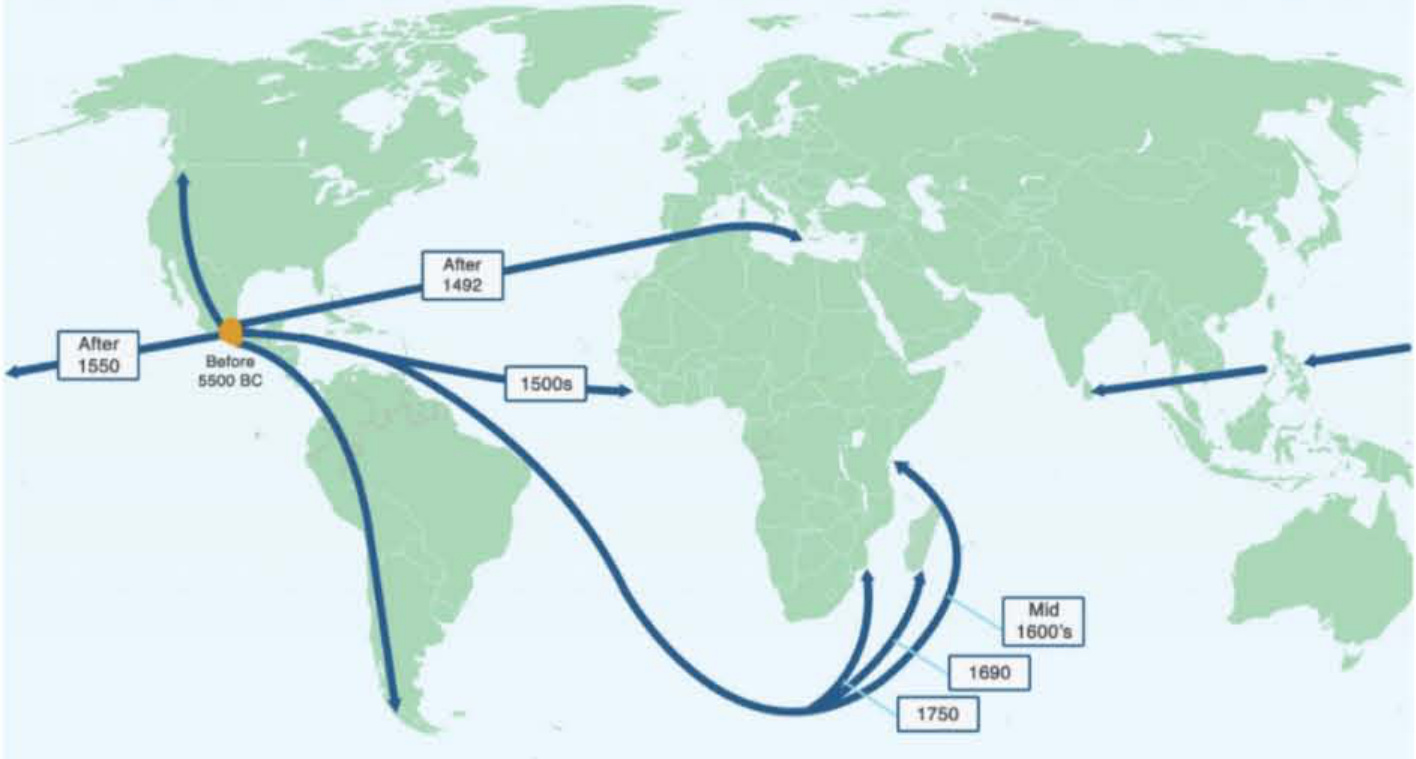 玉米的传播路线